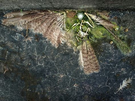 鳥死在門口|鳥死在家門口的風水征兆 替人擋災仍需當心